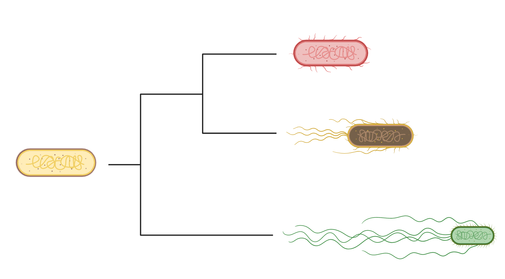 ecoli.png